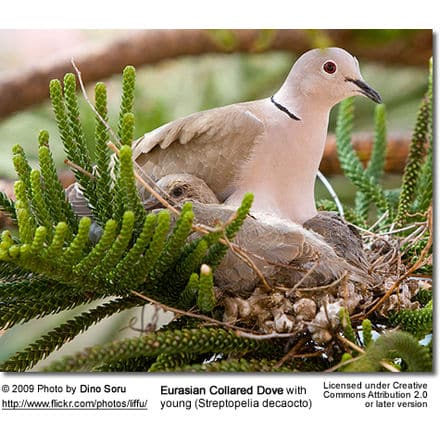 Eurasian Collared Dove with chicks
