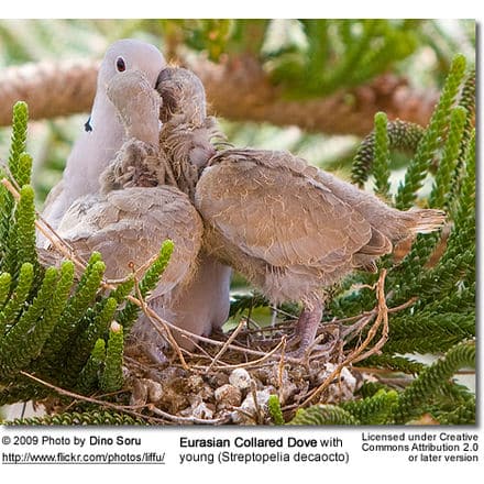 Eurasian Collared Dove with chicks