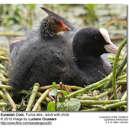 Eurasian Coot, Fulica atra - adult with chick
