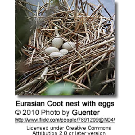 Eurasian Coot nest with eggs