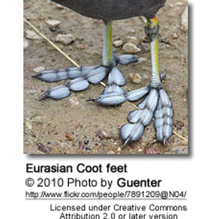 Eurasian Coot