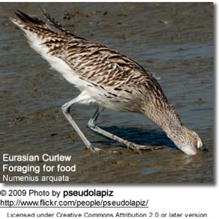 Eurasian Curlew foraging for food in the mud