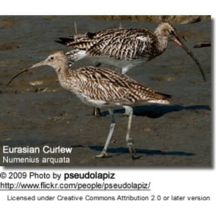 Eurasian Curlew, Numenius arquata