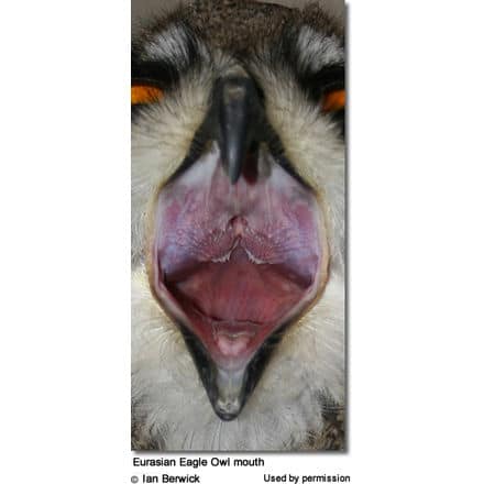 Eurasian Eagle Owl mouth