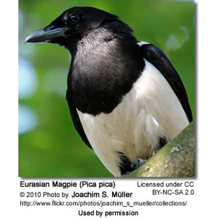 Eurasian Magpie (Pica pica)