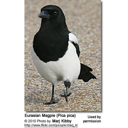 Eurasian Magpie (Pica pica)