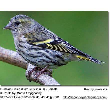 Eurasian Siskin (Carduelis spinus) - Male