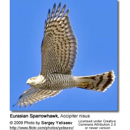 Eurasian Sparrowhawk, Accipiter nisus in flight