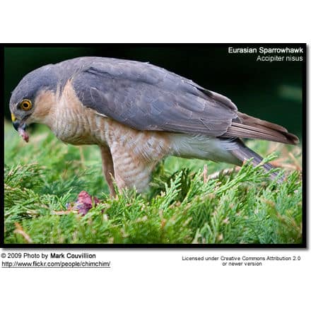 Eurasian Sparrowhawk feeding