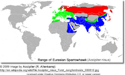 Area of Eurasian Sparrowhawk