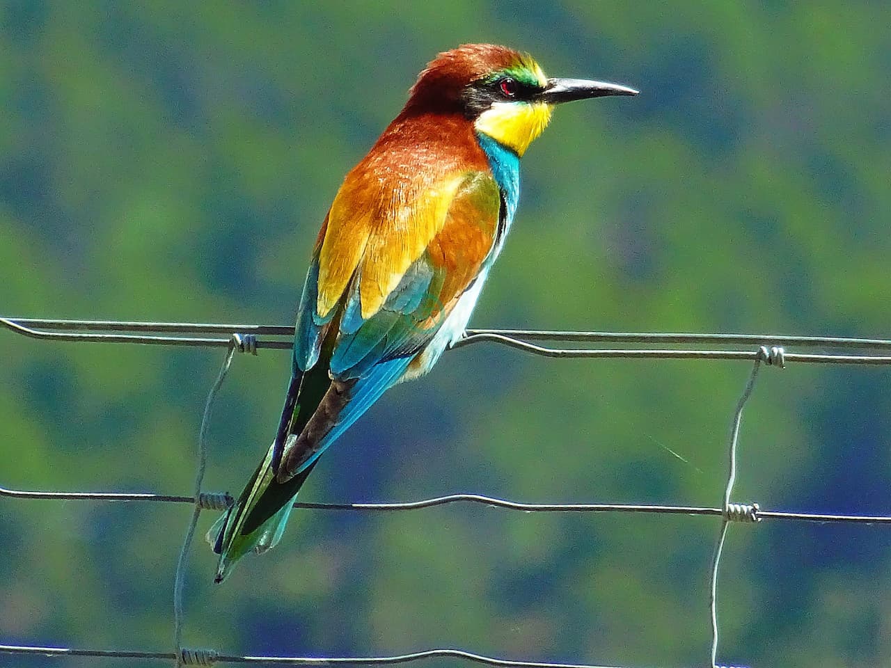 The European Bee-eaters Sitting In A Metal Wire
