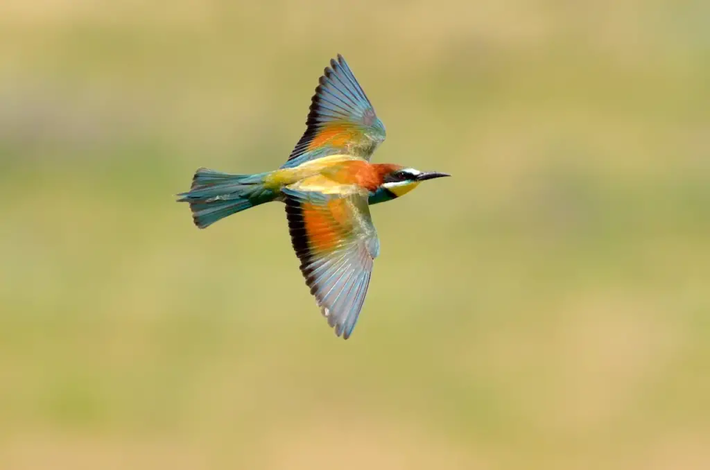 European Bee-eaters Flying in the Air 