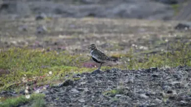 A European Golden-Plover Standing On The Ground