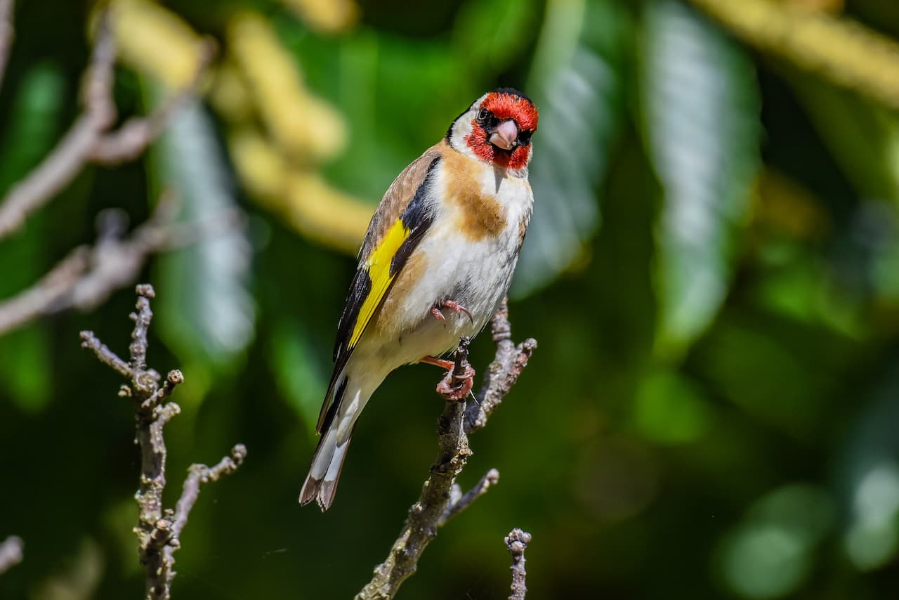 A European Goldfinch bird standing on a small twig.