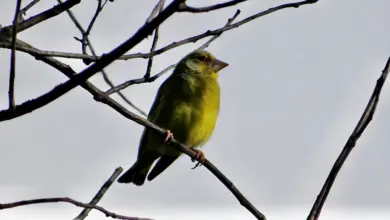 The European Greenfinches Perched On A Thorn Of A Tree
