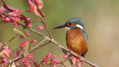 European Kingfishers Perched on Tree With Pink Flowers