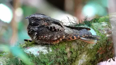 The European Nightjar Sitting On The Tree