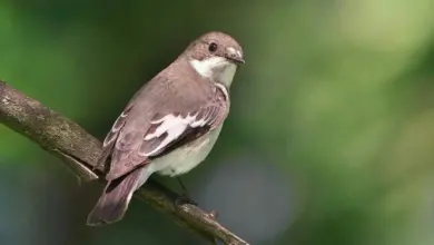The European Pied Flycatchers Perched On A Branch