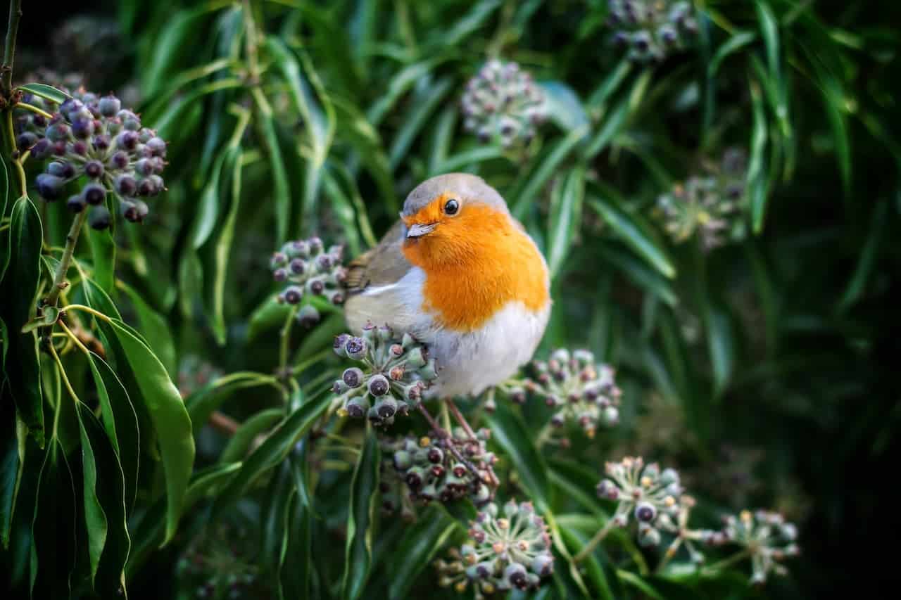 A Small Bird On The Green Flower