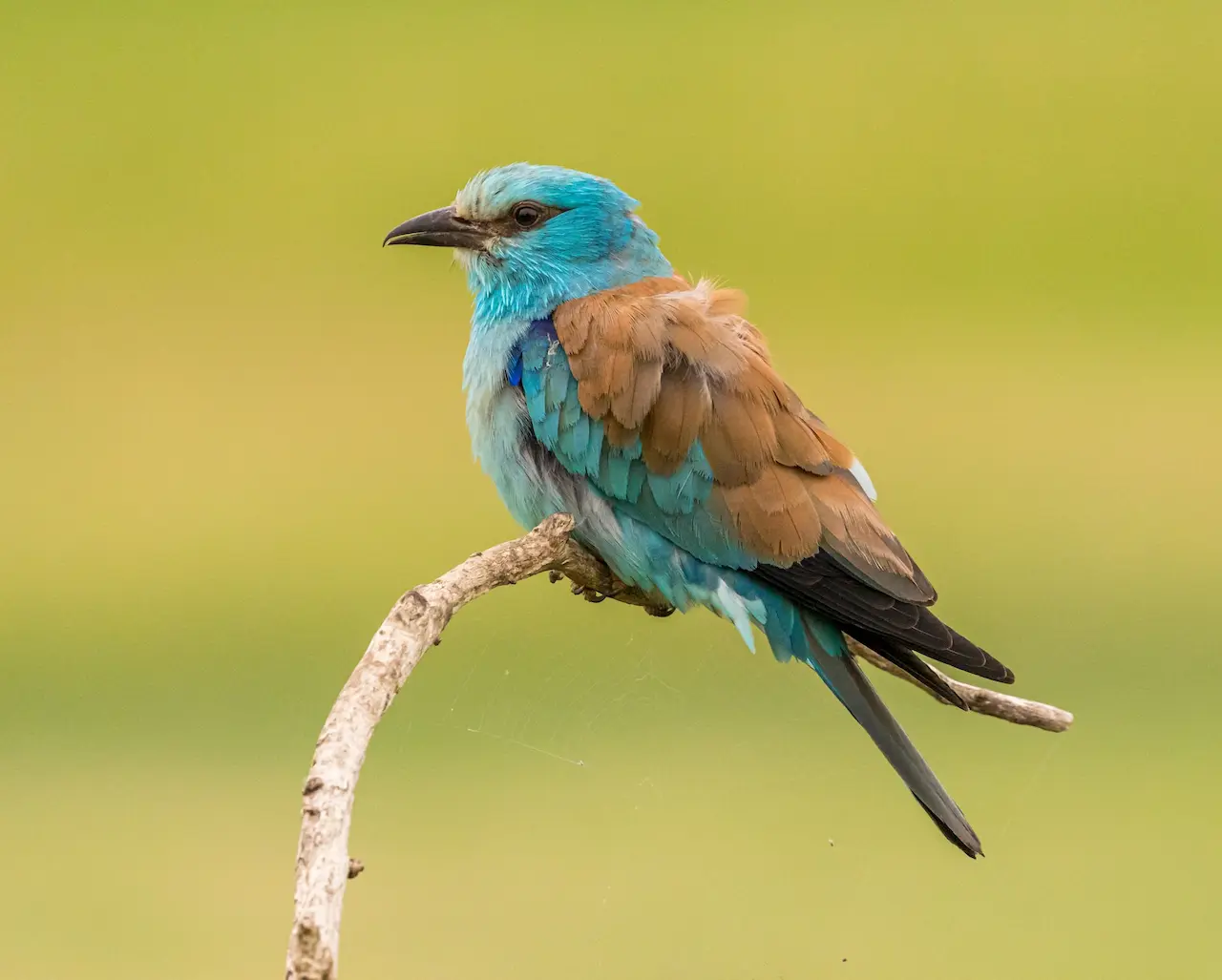 The European Rollers Resting In A Thorn