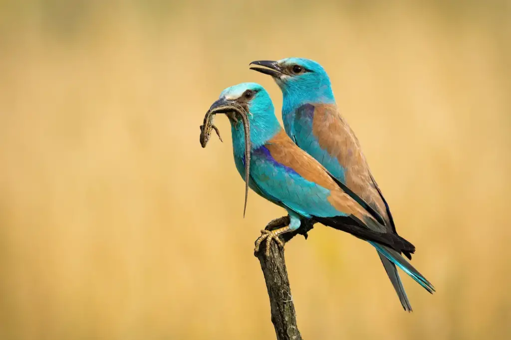 European Rollers on a Tree Branch 