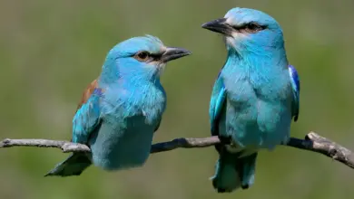 Two European Rollers Perched on Tree
