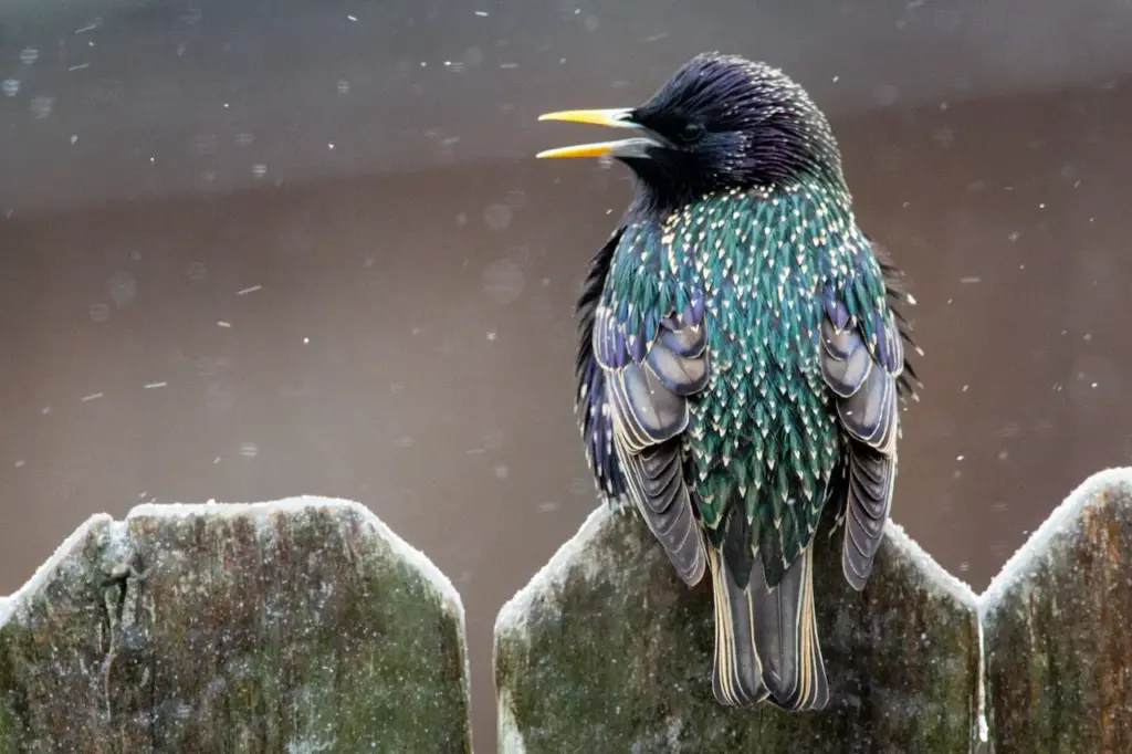 A European Starling Perched on a Fence in The Ice and Snow.