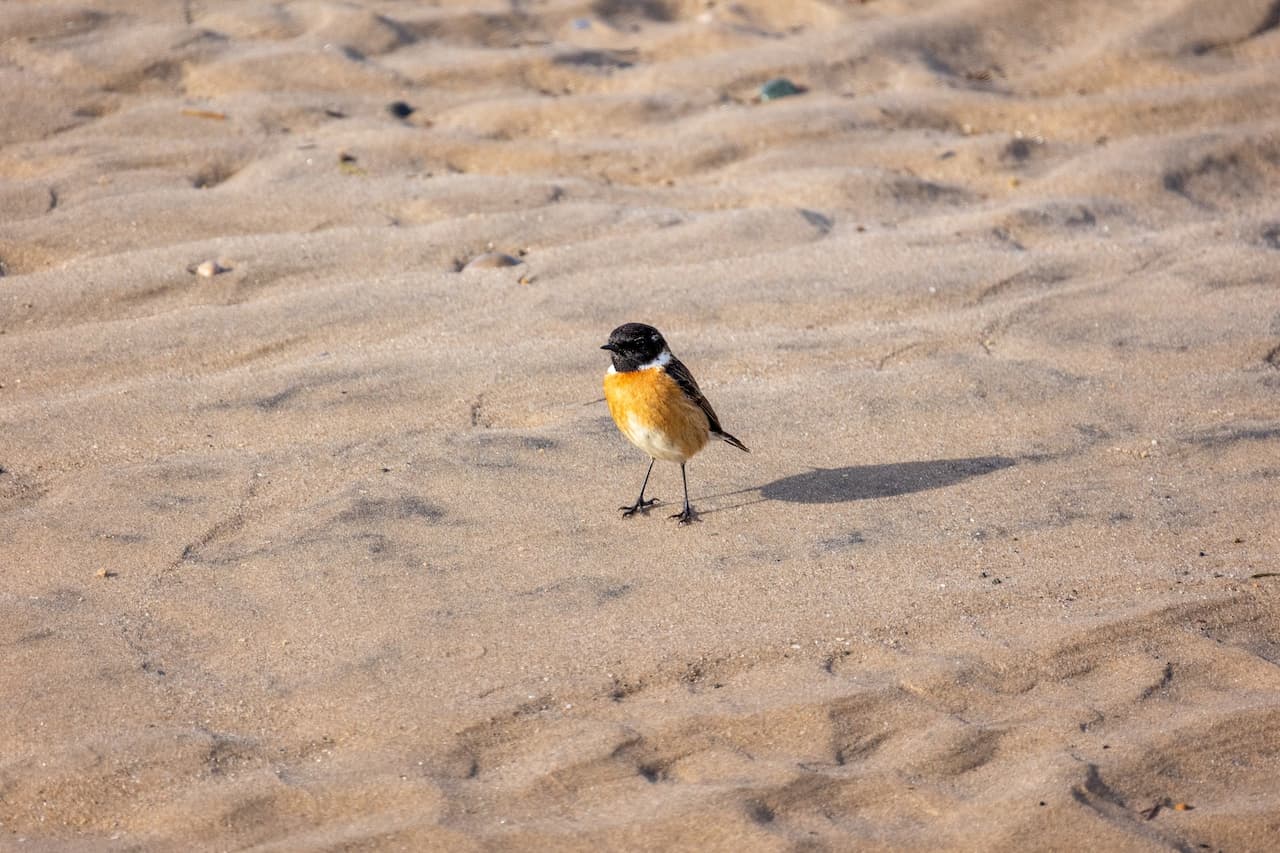 A Small Bird Standing On The Sandy Beach