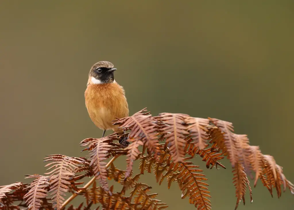 European Stonechats Perched on a Fern 