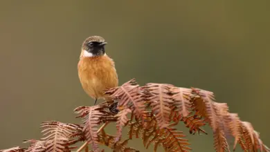 European Stonechats Perched on a Fern