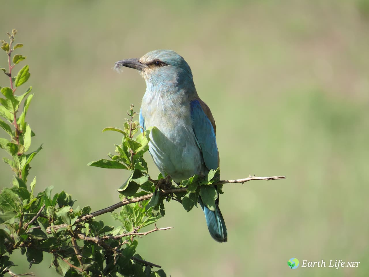 European and Middle Eastern Books about Birds European Roller