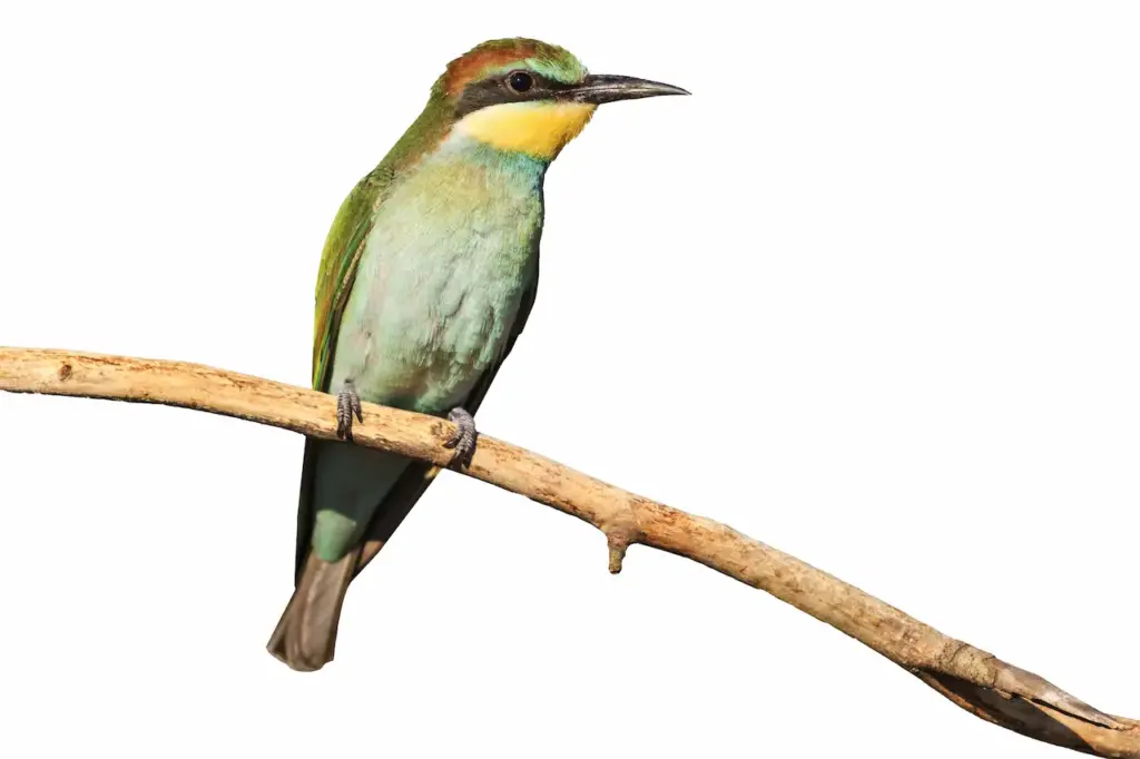 European bee-eater (Merops apiaster) Green Plumage