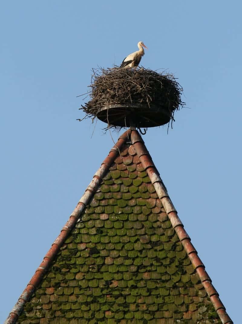 European white stork nest on a specially raised platform