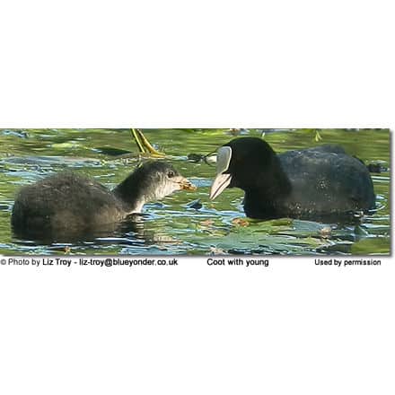 Eurasian Coot with young