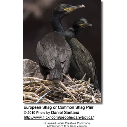 European Shag or Common Shag Pair