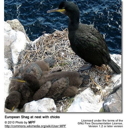 European Shag at nest with chicks
