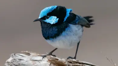 The Fairy-Wrens Is Resting In A Wood