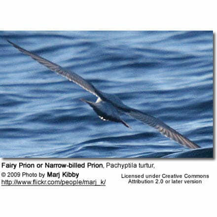 Fairy Prion or Narrow-billed Prion, Pachyptila turtur