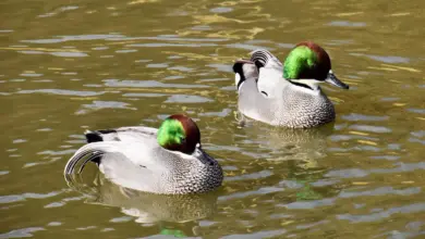 Two Falcated Ducks On The Water