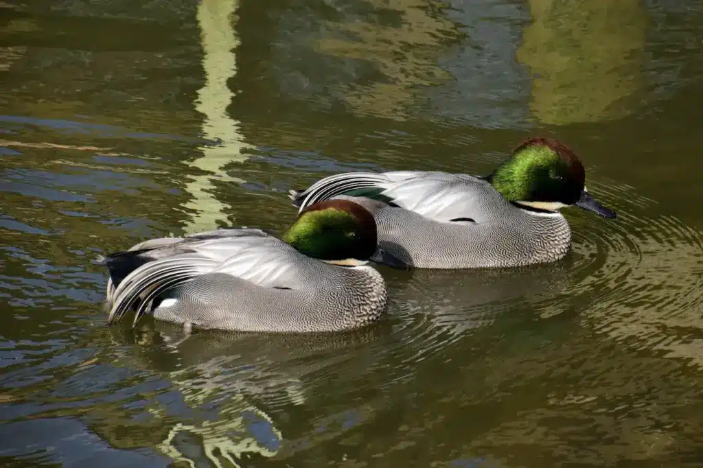 Falcated Ducks in the Water 