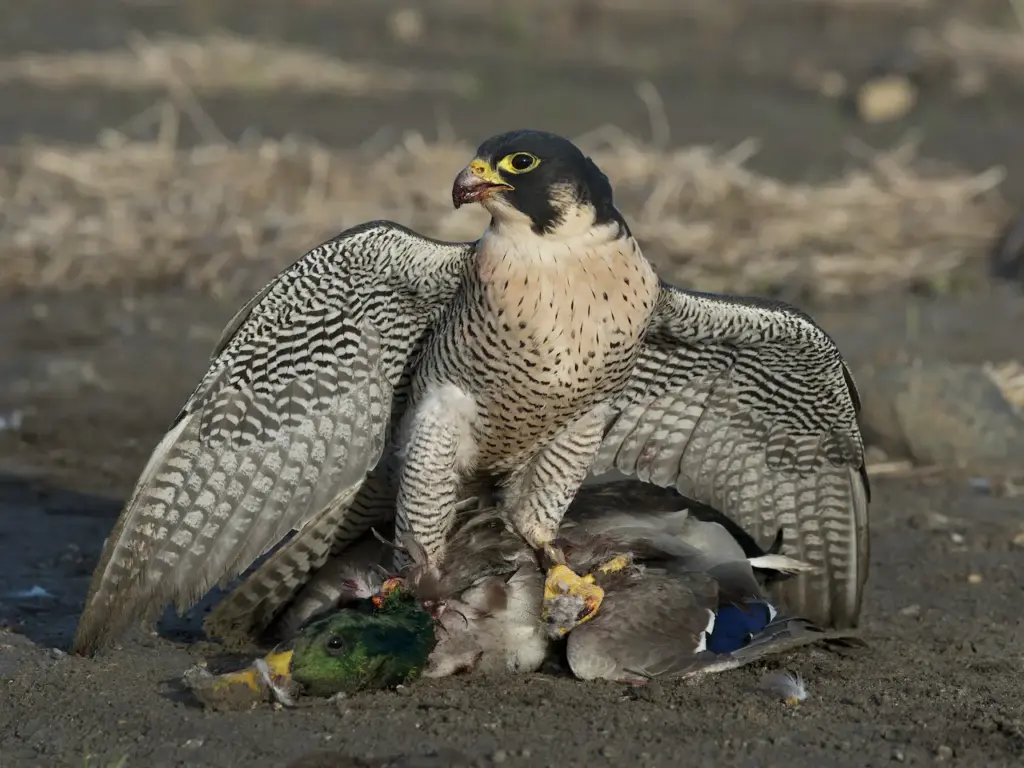 Peregrine Falcon Catch for Food Falcon Species