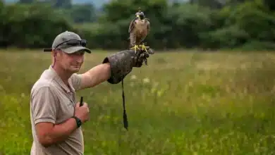 Falconry