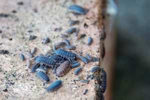 Family Of Woodlice