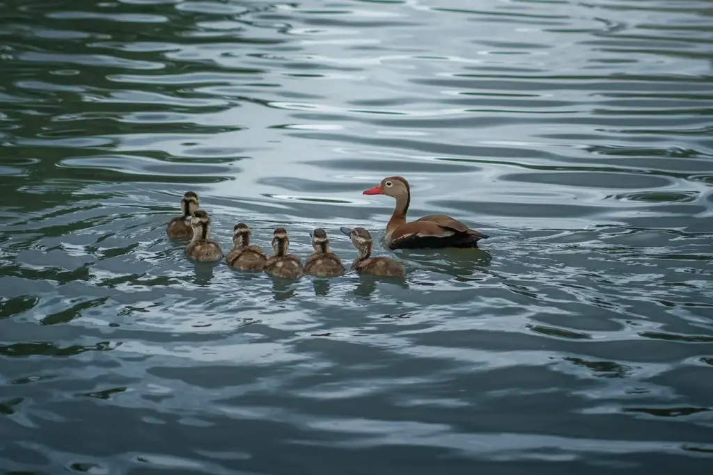 Family of Black-bellied Whistling Duck 