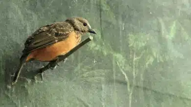 Fawn-breasted Bowerbirds