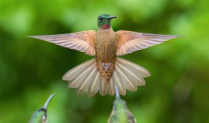 Fawn-breasted Brilliant Hummingbird Taxonomy
