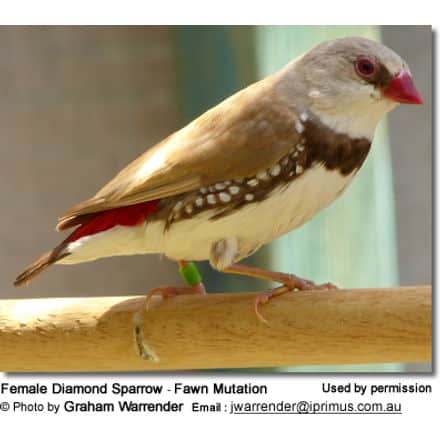 Female Diamond Sparrow - Fawn Mutation