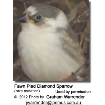 Fawn Pied Diamond Sparrow (rare mutation)