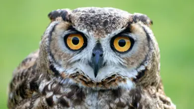 Close Up Image of Fearful Owl