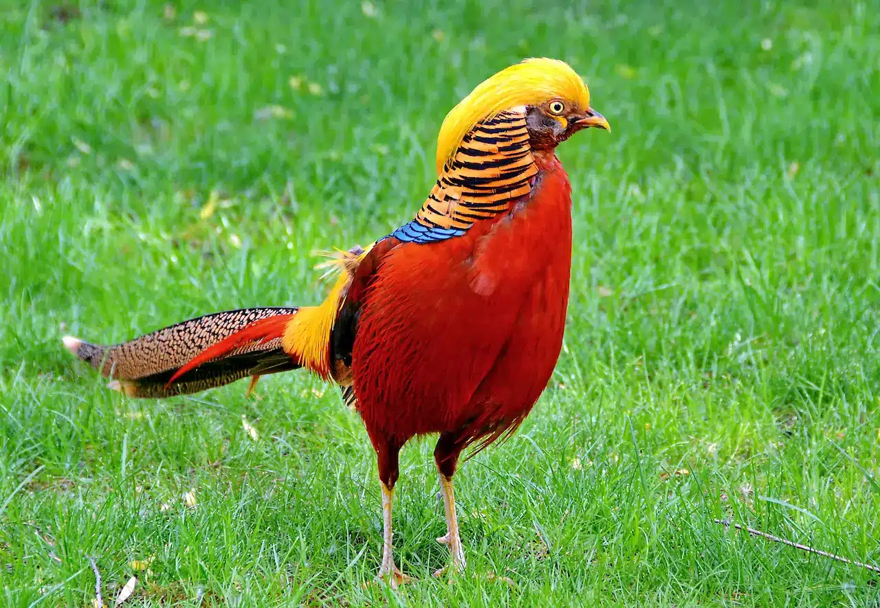 Featured Bird Golden Pheasants